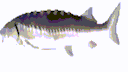 GIF poisson fun